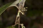 Sasparilla vine